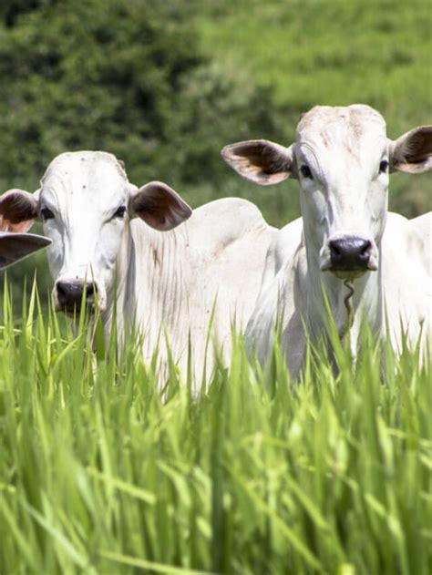 Consumo De Bovinos A Pasto Fatores Que Afetam A Produtividade