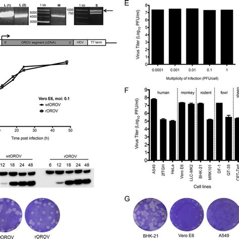 Host Cell Protein Shutoff Vero E Cells Were Infected With Rorov