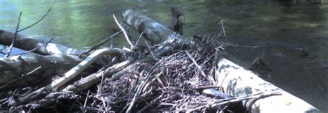 IN STREAM LARGE WOODY DEBRIS HABITAT STRUCTURES Landmark Solutions