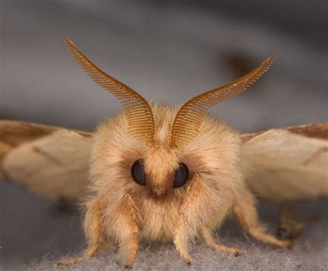 Closeup Of The Face Of A Moth Extreme Closeup Of The Face Of A Small