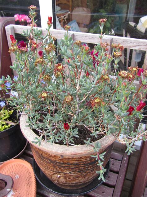 Lampranthus My Garden Leonora Ellie Enking Flickr