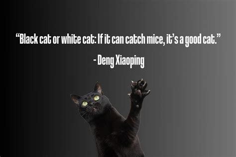 33 Black Cat Quotes In The Spirit Of Halloween