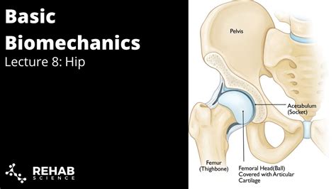 Biomechanics Lecture Hip Youtube