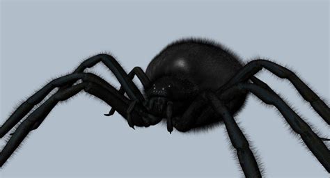 Insect Spider 3d Model Cgtrader