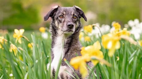 Día del perro por qué se celebra el 2 de junio TN