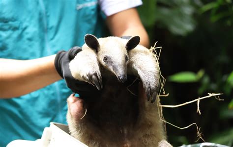 Entre Enero Y Febrero De 2022 Se Han Liberado 2362 Animales Silvestres