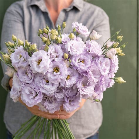 Rosanne Brown Pelleted F Lisianthus Seed My Organic World