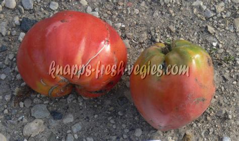 Monkey Ass Heirloom Tomato Seeds Knapp S Fresh Vegies