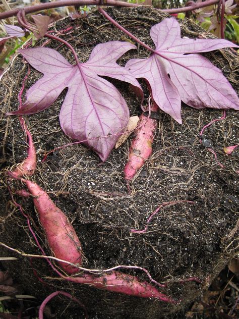 Colorful Sweet Potato Vine | Rotary Botanical Gardens