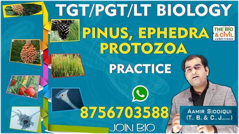 KVS NVS GIC GGIC TGT PGT LT BIOLOGY PINUS EPHEDRA PROTOZOA