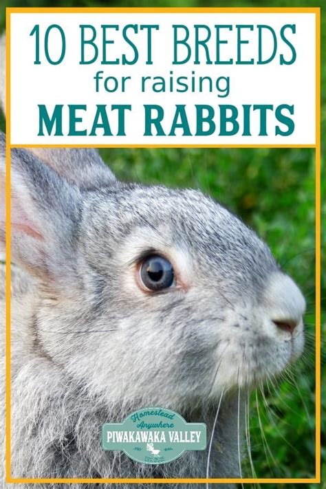 Best Rabbits For The Homestead Choosing A Meat Rabbit Breed Raising