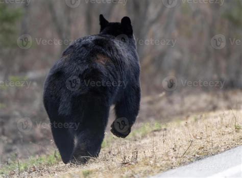 Black Bear Close Up 38890619 Stock Photo at Vecteezy