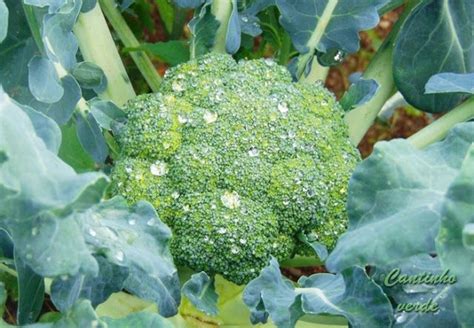 Cantinho Verde Horta E Jardim Cultivo Dos Br Colos Cultivo Horta