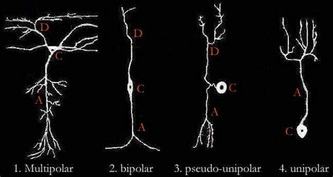 Neurons Different Parts Types And Morphologies Neuromedia