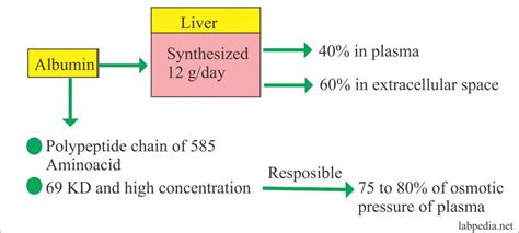 Albumin (Serum Albumin) – Labpedia.net