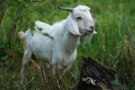 Types of Goat Breeds - A Complete Overview