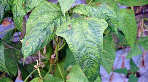 Cowpeas How To Grow And Care For Black Eyed Pea Plants • Air Gun Maniac