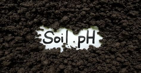 Understanding Soil pH For Plant Health - GIY Plants