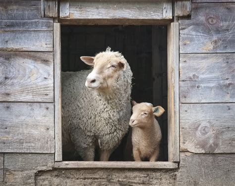 How to Raise Dairy Sheep and Some Tips to Get You Started