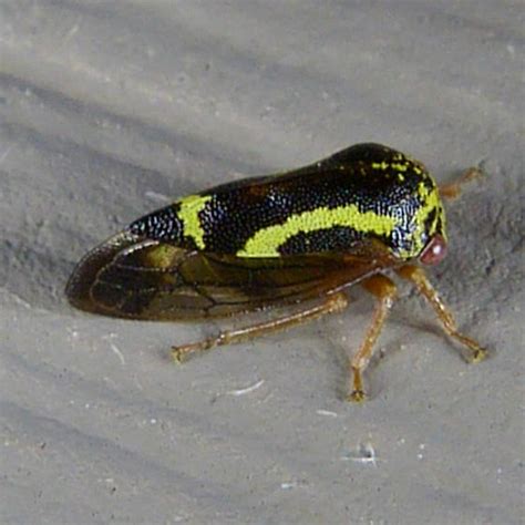 Treehopper Ophiderma Flava BugGuide Net