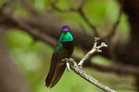 The Best Sites to See Arizona Hummingbirds - Birds and Blooms