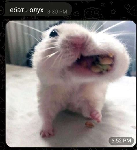 Create Meme Hamster Funny Hamster Ha Ha Hamsters Pictures Meme