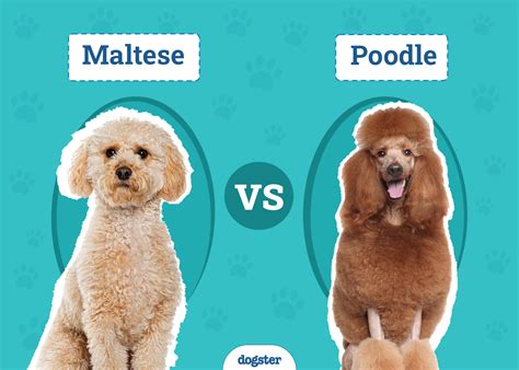 maltese  poodle  differences  pictures dogster