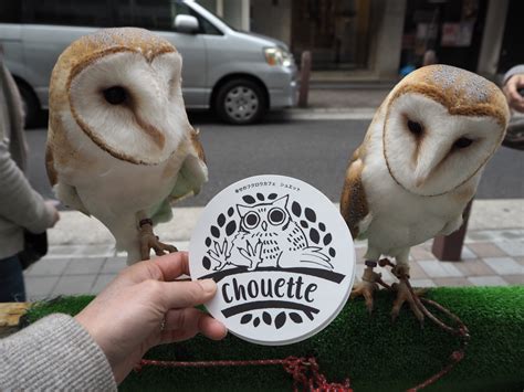 気分 Blog 大阪心斎橋 幸せのフクロウカフェchouette（シュエット）