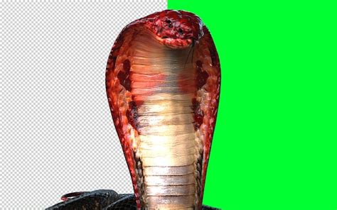 Premium PSD Red Head And Red Tail Of King Cobra The Worlds Longest