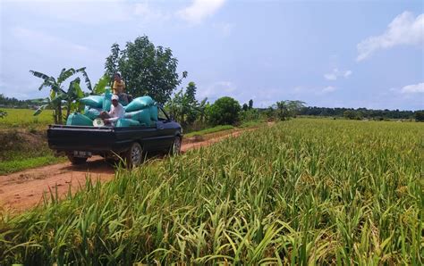 Petani Desa Rias Mulai Panen Padi Masa Tanam 2024 Tahang Panen Raya