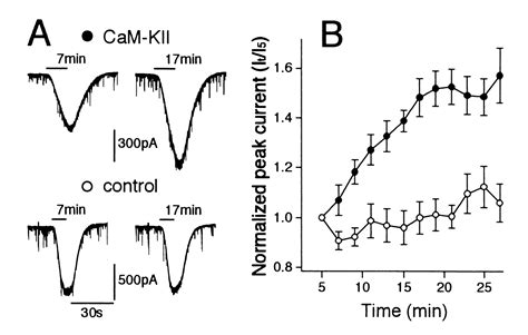 Ca2 induced rebound potentiation of γ aminobutyric acid mediated