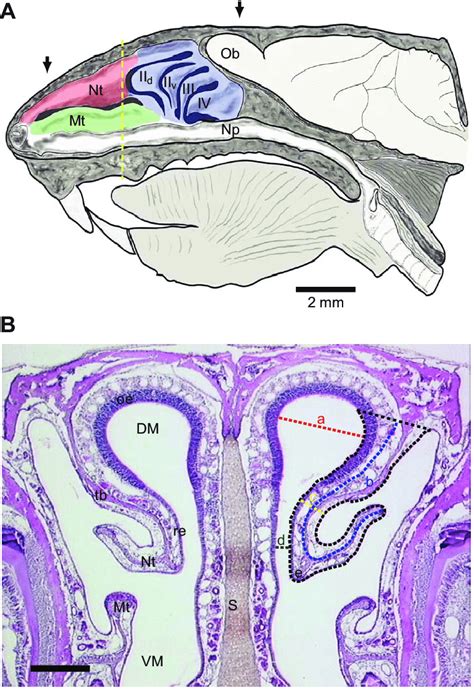 Morphometric Analyses A Drawing Of Midsagittal View Of Murine Nasal Download Scientific