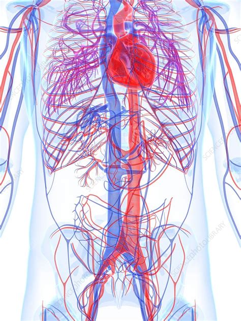 Male Cardiovascular System Artwork Stock Image F005 6542 Science