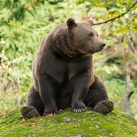 Yellowstone Bear World in Rexburg, ID (6 Photos)