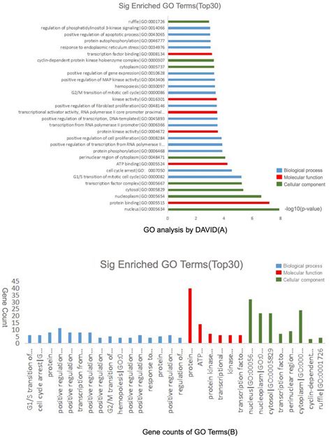 Kegg Pathway Analysis Of Demrnas In The Lncrnamirnamrna Network A Download Scientific