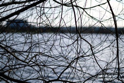 Naked Tree Branches In Sunset Colors Against Calm Shiny Water Stock