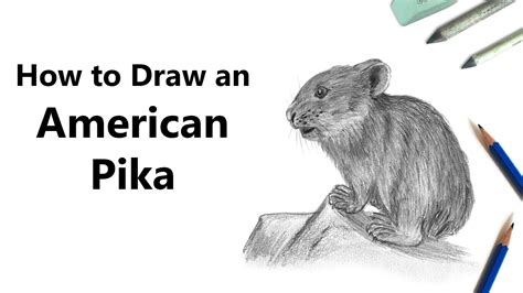 How To Draw An American Pika With Pencils Time Lapse Youtube