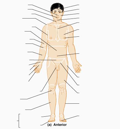 Anterior Ventral Body Regions Diagram Quizlet