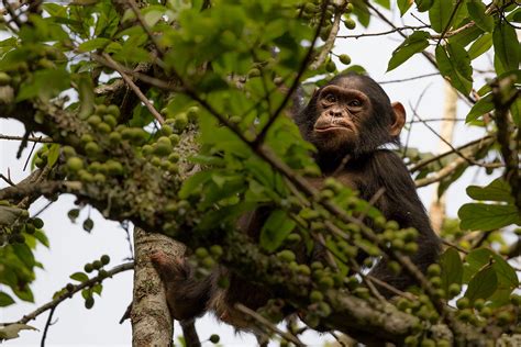 Nyungwe Forest National Park Gap Travels Uganda