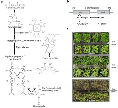 Characterisation Of The Chlm 4 Mutant A The Tetrapyrrole Biosynthesis Download Scientific