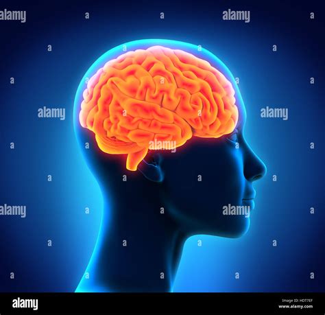 Human Brain Anatomy Stock Photo Alamy