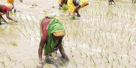 चैते धान उत्पादन क्षेत्रमा वृद्धि