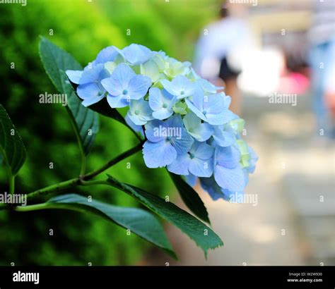 Hydrangea Suguk Festival In Taejongsa Buddhist Temple Taejongdae