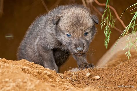 "Timber Wolf Pup" by WolvesOnly | Redbubble