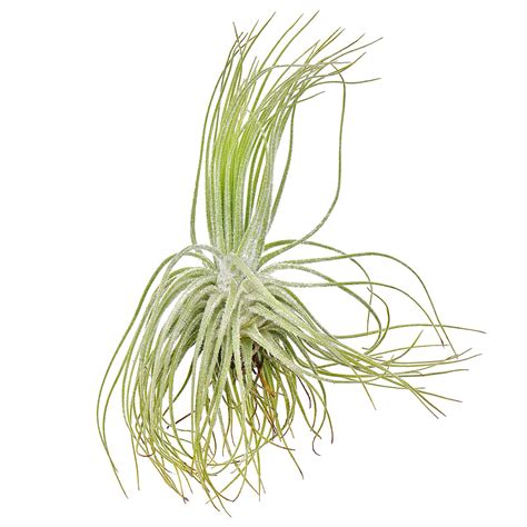 Tillandsia Magnusiana Single Plant S Aquasabi Aquascaping Shop