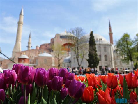 Turki Tulip Festival