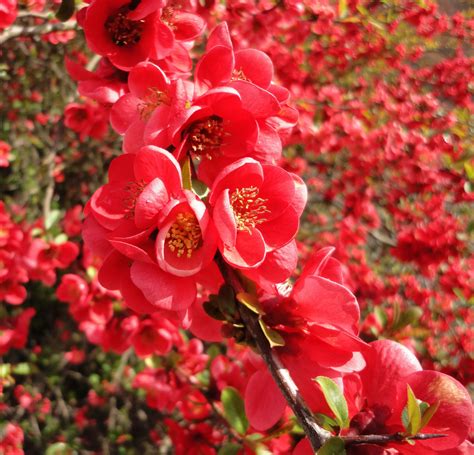 Asisbiz Red Cherry Blossoms Byodo In Temple In The City Of Uji In Kyoto