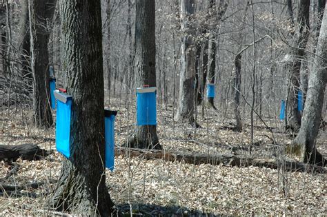 Maple Syrup Tapping 050 | Minnesota Grown