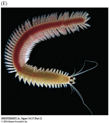 Phylum Annelida Flashcards Quizlet