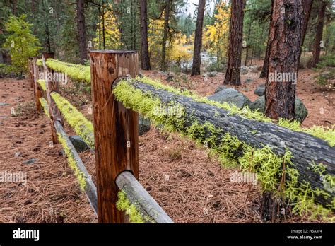 Moss Covered Wooden Fence Stock Photo Alamy